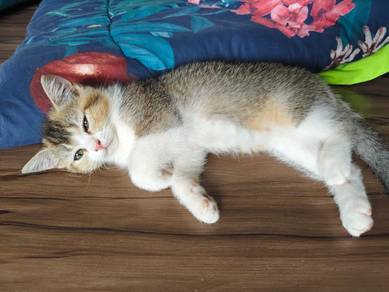 British Shorthair Golden Tabby Bicolor Kitten 