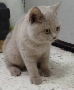 british short hair lilac