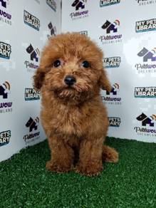 Super cute toy poodle red pup