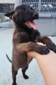 Belgium Malinois 