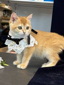 BSH Gold Female