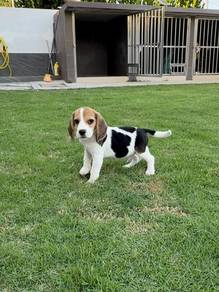 Male Beagle puppy