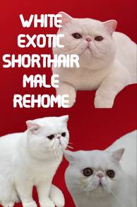 exotic shorthair rehome