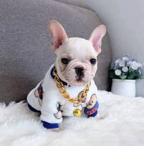 FRENCH BULLDOG PUPPIES VIP268🌻Cute & Healthy Boy