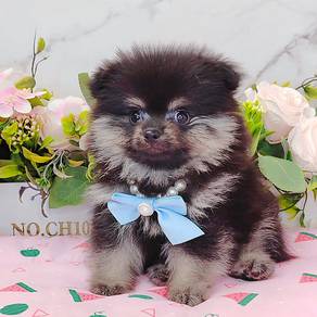 Pomeranian