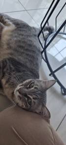 Meow FREE