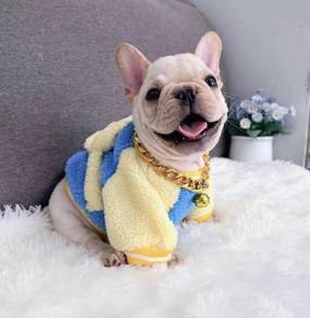 FRENCH BULLDOG PUPPIES 🌻VIP148 Boy -Girl