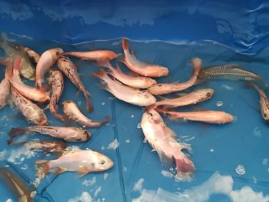 Ikan Talapia Merah