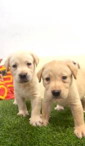 Labrador cream male mka and microchip