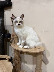 Cat Kitten