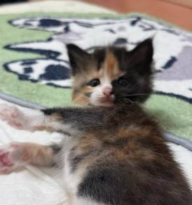Maine Coon mix kitten