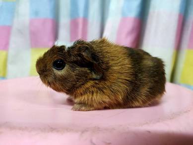 Guinea Pig with Special Bee Stripes