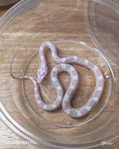 Corn Snake