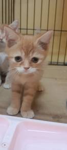 Kitten mix breed untuk dilepaskan