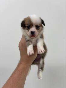 Corgi (Female 1)
