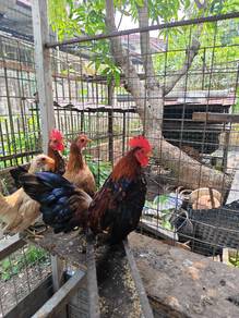 Ayam Serama / katek 
