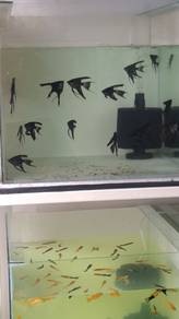 Black anglefish