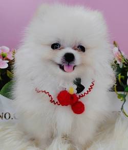 Pomeranian