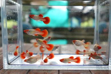 Guppy Koi Vietnam 1 pair