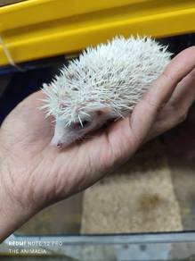 hedgehog defect