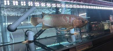 Batik Arowana