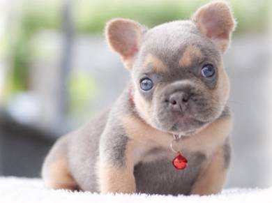FRENCH BULLDOG PUPPIES VIP277 🌻Cute & Healthy Boy