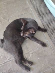 cat for adopt