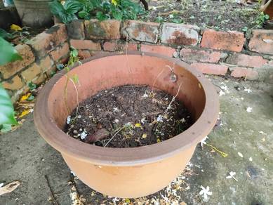 19 pot bunga kebun flower bonsai plant garden tree