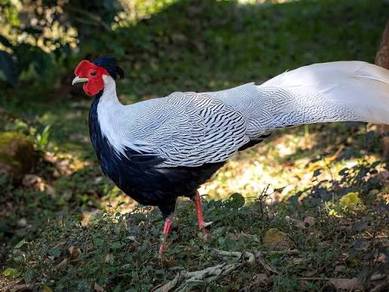 Silver Pheasant Burung Kuang chick chicken bird 