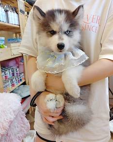 Husky