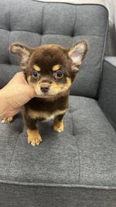 吉娃娃男
Chihuahua
male
HM-6
Dob： 30-05-26
