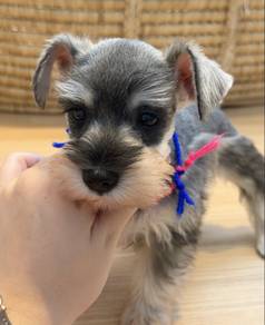 SCHNAUZER MINIATURE PUPPIES S118🌻 雪纳瑞 Available
