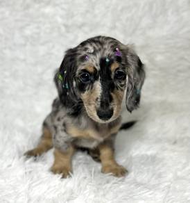 MINIATURE DACHSHUND Puppies 082 🐻 Adorable Puppy