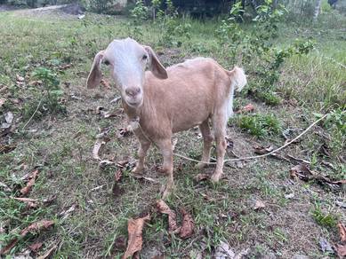 Kambing cukup umur tino RM550