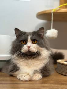 Munchkin Cat for sale