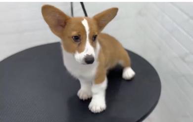 Pembroke Welsh Corgi