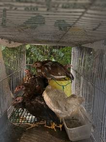 anak ayam