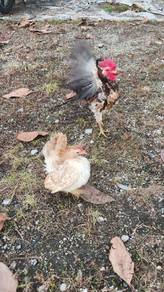 Ayam serama 