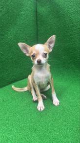 Chihuahua Male Red White Puppy