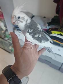 semi tame cockatiel