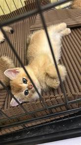 Golden Bsh