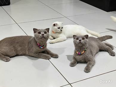 Bsh Scottish Fold 3 month male and female