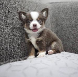 CHIHUAHUA PUPPIES 157🌷Head Apple Cute Dog