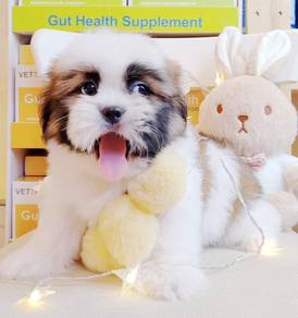 Shih Tzu