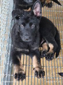 German shepherd working line