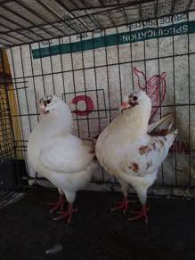 Merpati Modena Muda 