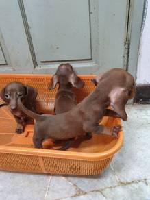 Park Dachshund