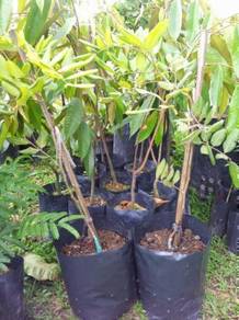Benih Longan Pingpong 6kaki   dh bbuah