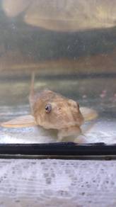 Albino pleco