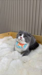Scf Short Hair kitten
